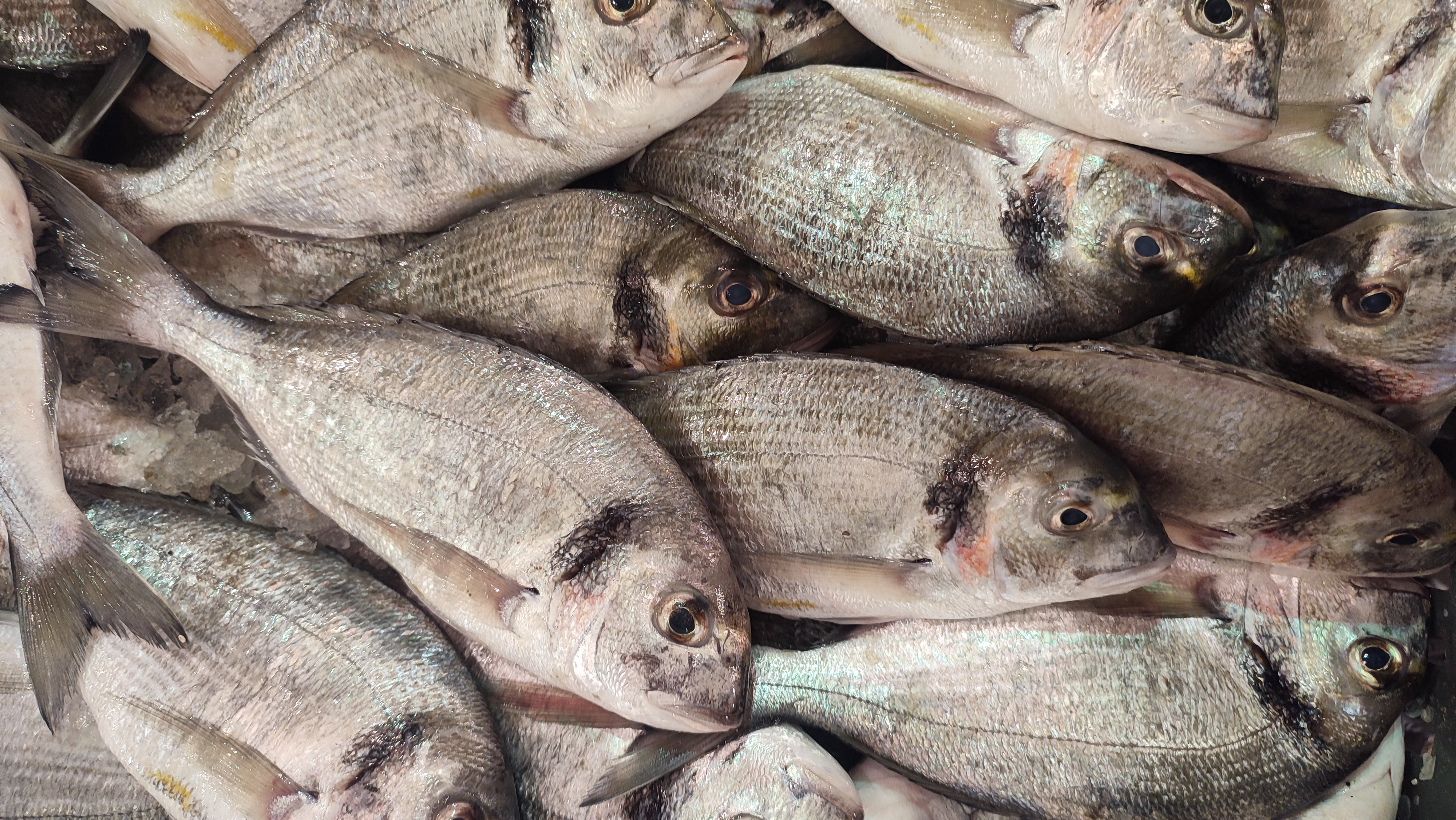 Sea Bream - دنيس